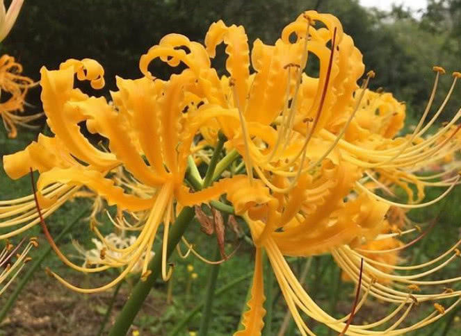 农村一种颜色鲜艳的野花,名叫"忽地笑",药用观赏价值俱佳