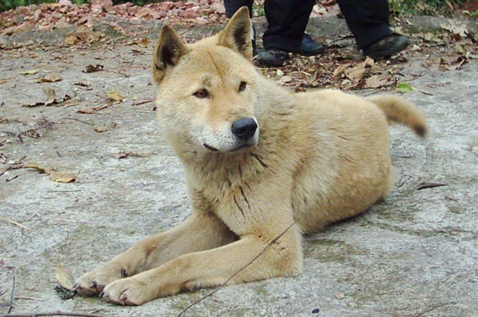 大叔把狗狗救了出来,把它带回了家,悉心照顾,狗狗又恢复了往日的活力.