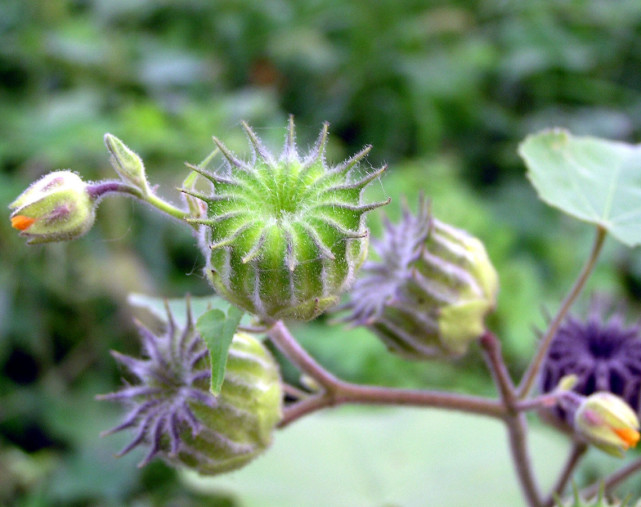 乡下一草叫做石磨草农民最爱剥它的皮却专治耳科疾病