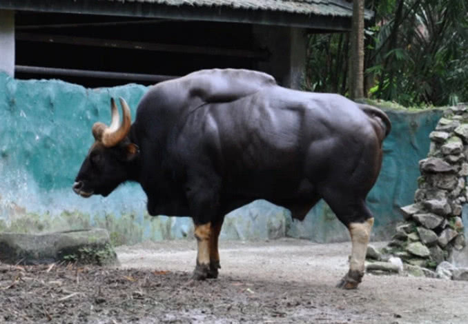 世界上最强壮的牛浑身铜皮铁骨堪称牛魔王连老虎见了都要逃跑