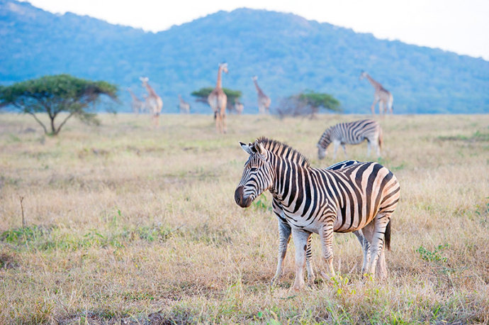 南非马拉马拉保护区图片