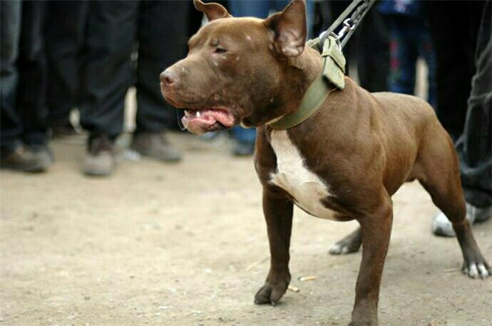 狗打不过猫科? 比特犬不信, 硬是把狮子制服了, 真是大力出奇迹!