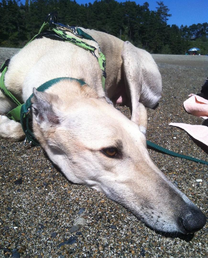 了解一下狗狗的七十二般变化养一只就像开了一家动物园