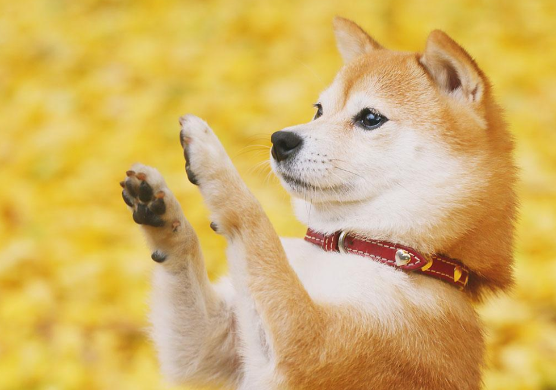 养柴犬是怎样的一种体验?主人:每一张照片都是表情包!