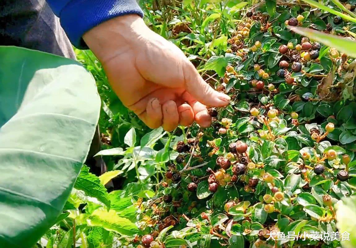 在田埂上就可以采摘到的一种野果,长得很像蓝莓,吃完舌头黑黑的