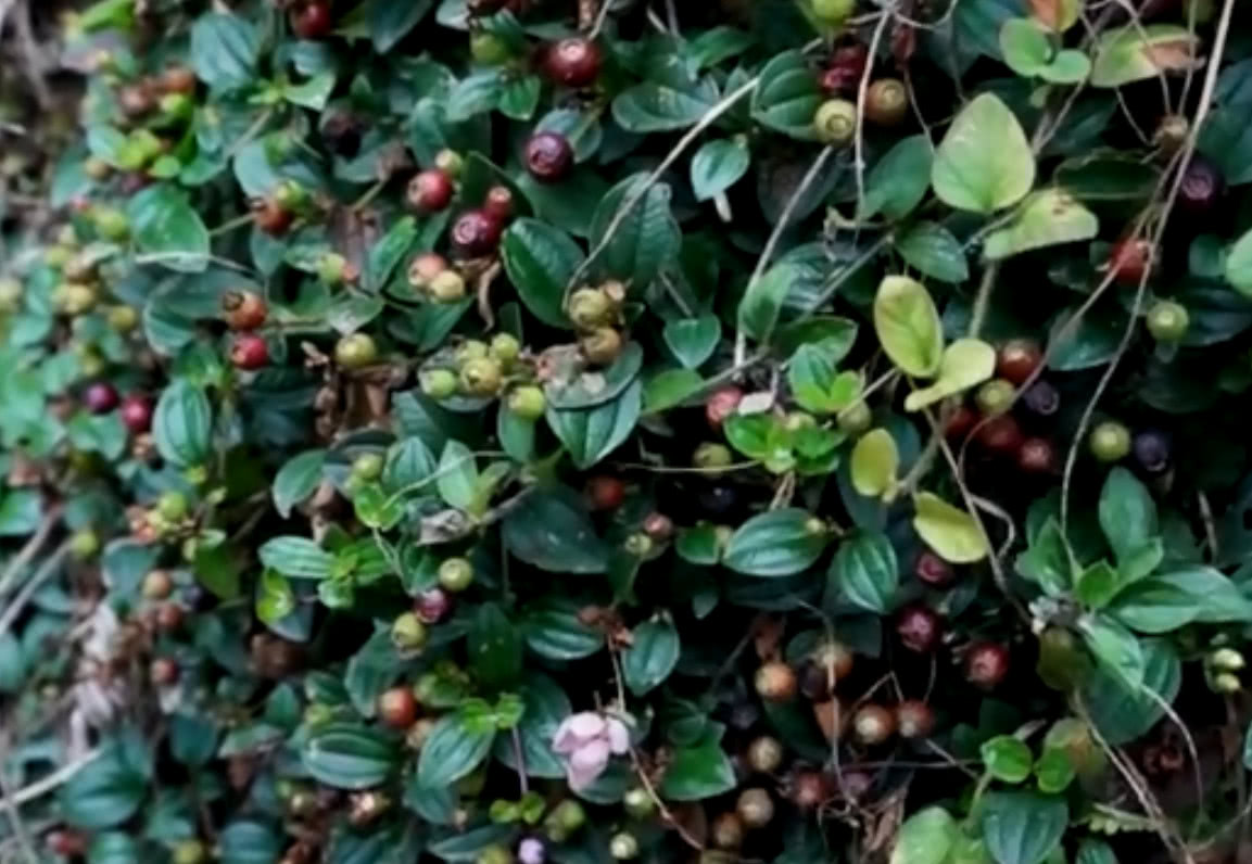 在农村长大的孩子应该都吃过这种野果子承载着满满的童年回忆