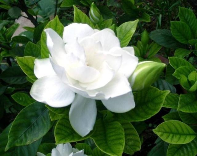 养栀子花,选对"品种",花开300天,仙气飘飘,花香四溢!