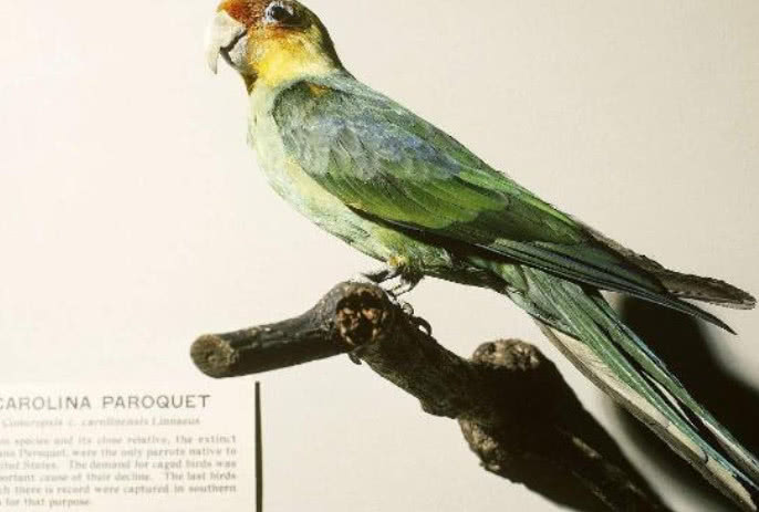 6种濒临灭绝的物种,第4种是我国特有物种,绝迹超过50年