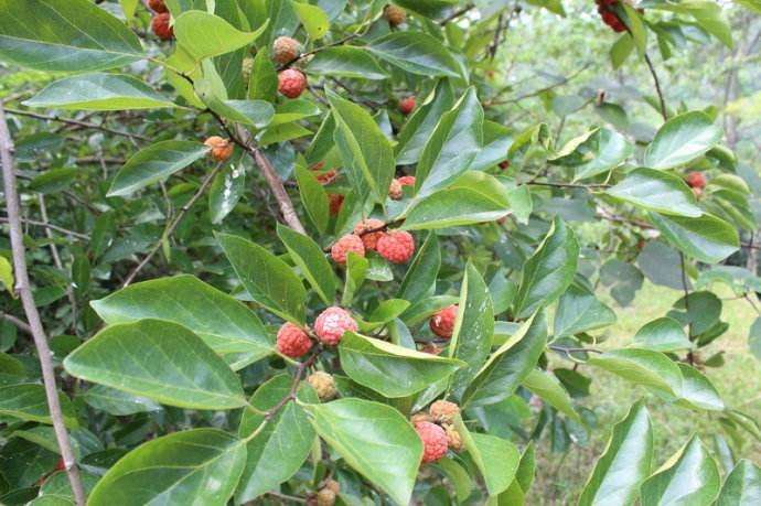 农村这种植物,果实非常的苦涩,但却是一种珍贵的木材|柘树|木材|果实