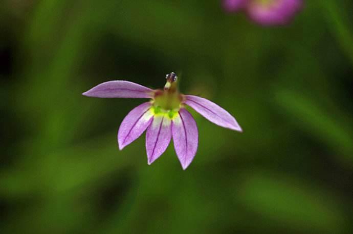 只开半边花人称半边莲把它种在房屋外有助于驱赶蛇虫