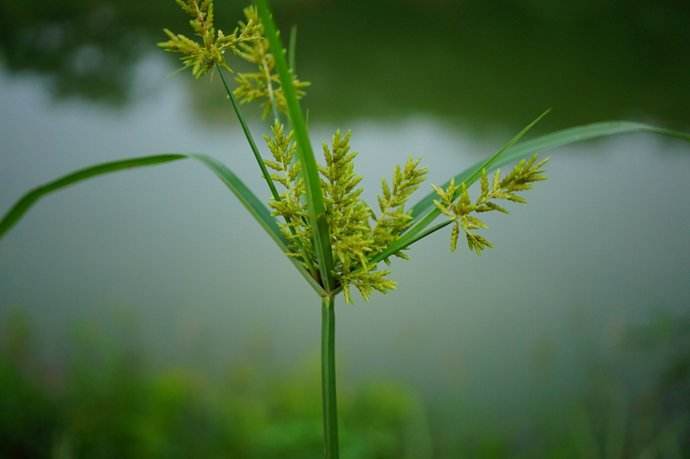 是一味珍贵的野草,有很多识货的朋友都会采集水莎草然后卖给中药铺