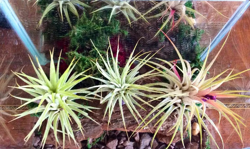 很适合用来布置植物景观的空气凤梨,没想到还能不断繁殖