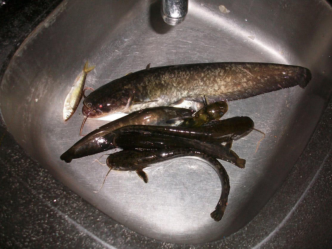 乡下小河里钓获的我们土话叫花鲶现在很少见了