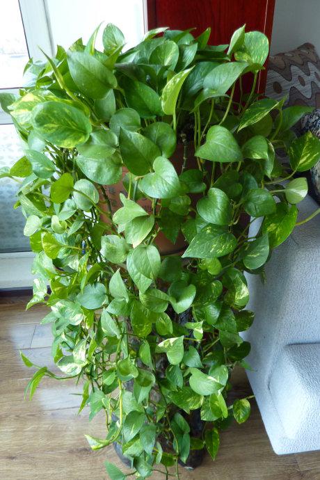 家里记得摆放这几种植物改善环境招财旺运有钱人都知道