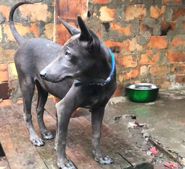 中华名猎箭毛犬,纯种价值上万元,实属珍稀本土犬!