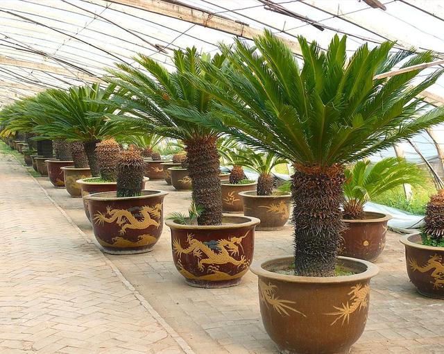 铁树盆景在家中养护时,多注意这些小技巧,枝繁叶茂