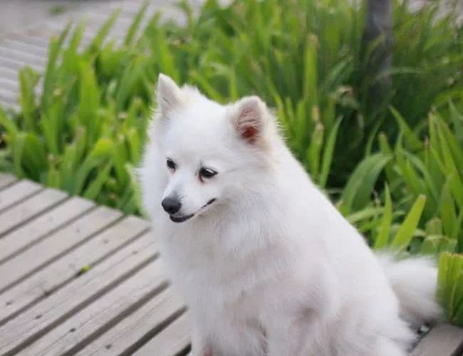 银狐犬:虽然很像,但我真的不是萨摩耶,你个假粉丝|银狐犬|萨摩耶|银狐_新浪新闻