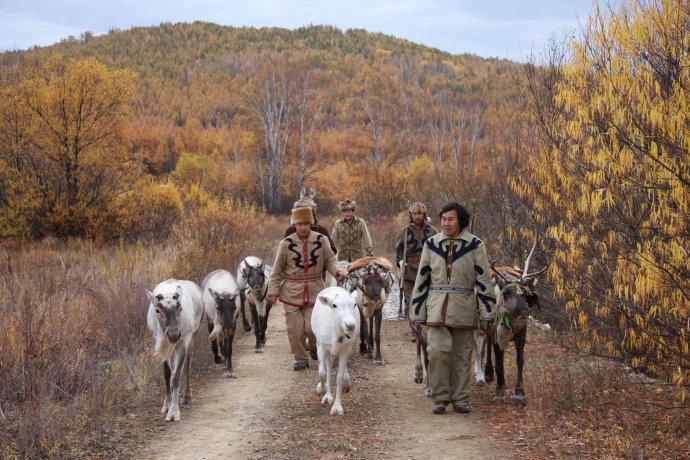 伴随着清晨的第一缕阳光,驯鹿走进森林里寻找赖以生存的苔藓