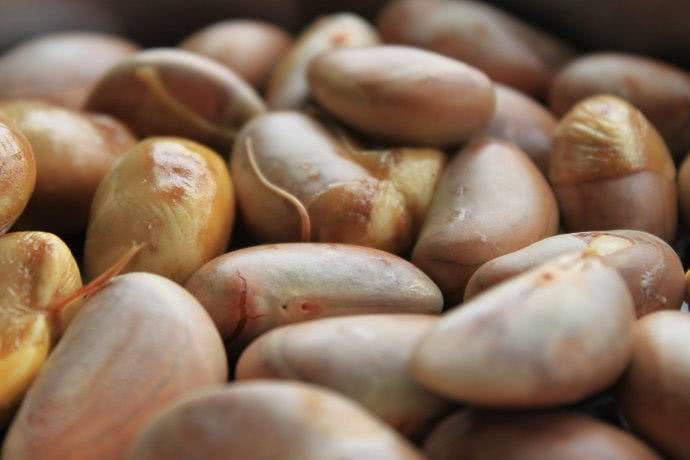 这水果果核比果肉还好吃很多人不知道扔掉的人悔得直拍大腿