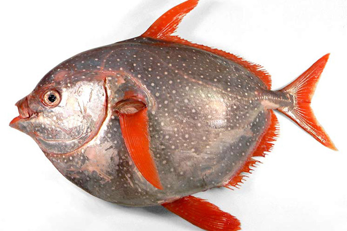 日本人为什么吹捧月亮鱼?把鱼切开的瞬间,贵点也值了!