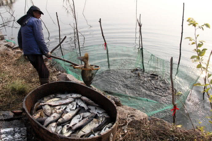 农村很多地方仍然保留一种传统年俗"干塘捕鱼"!