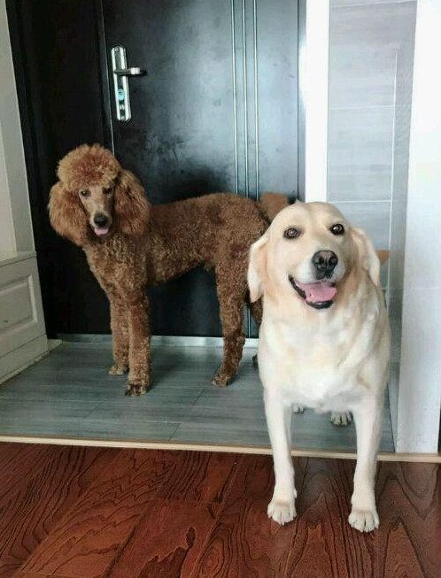 9岁的拉布拉多被小泰迪祸害,生下一窝"拉泰犬",长相十分怪异