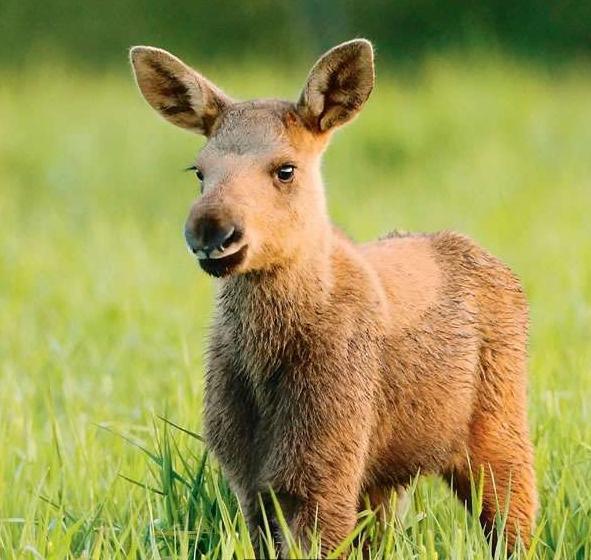 情绪也不受影响,这些动物真的很强大|断肢|人类|身体_新浪新闻