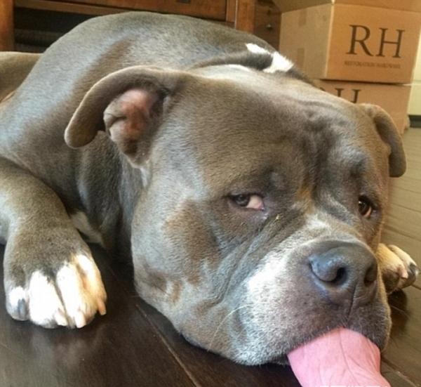 最生无可恋的狗狗,宝宝有点忧伤,汪:我是狗界的梁朝伟