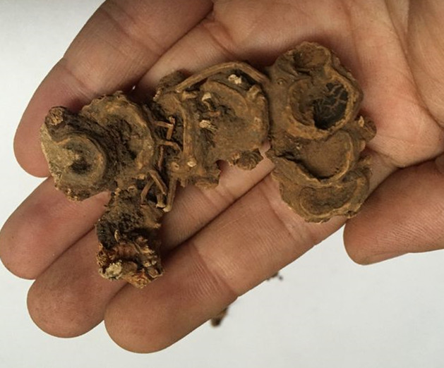 山坡林下生长的这种野草,名字独特,有毒,却具有祛瘀止痛的功效|鬼臼