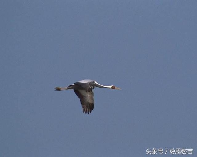 历代咏孤雁诗词精选一十八首 芳草已云暮，秋雁又南回|孤雁|唐代|西风_新浪新闻