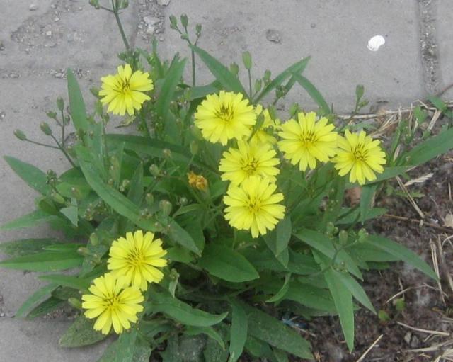 农村田里一种小黄花农民人用它来喂猪殊不知对牙痛有疗效