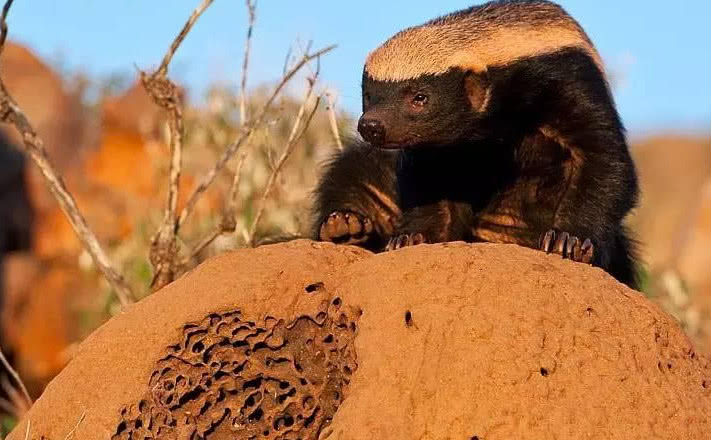 蜜獾|平头|克星_新浪新闻