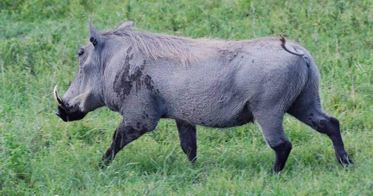 这些"稀罕动物"的到来,令农民们苦不堪言