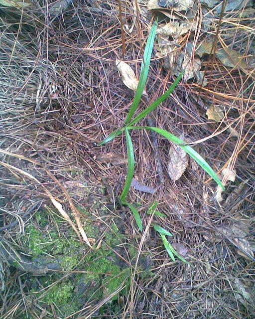把处理好的袋子放在烈阳下面再暴晒一天,注意这时候不要沾水,然后再