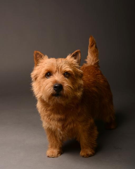 生肖狗:4月运势红到流油,人生将会畅通无阻