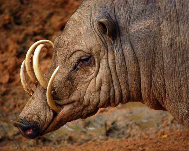 龙潭虎穴哮天犬一门红烈猪马将