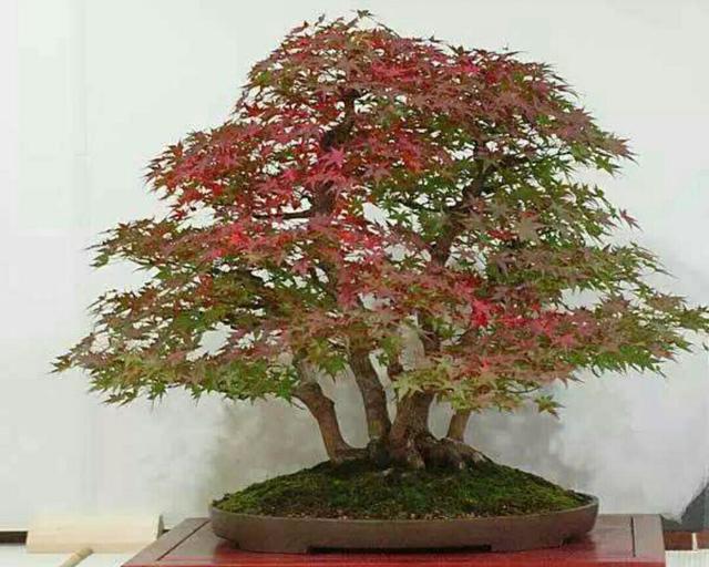 怎样才能制作出形态自然的丛林式盆景呢我们一起来看看吧