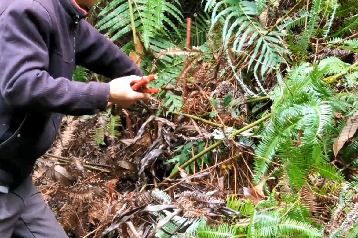 山里小溪边长了很多野菜老农一早进山采摘这才是春天味道