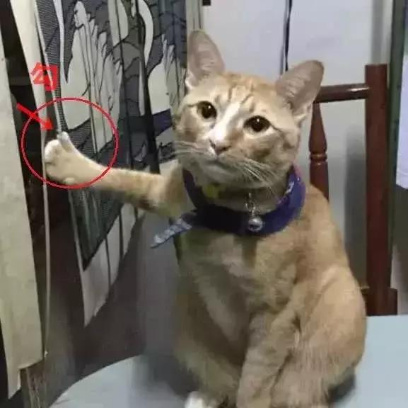 橘猫单手扶墙姿势不变,一个小时过去了,主人走进一看笑喷在墙角