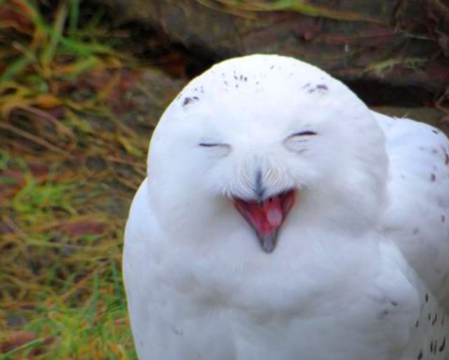 微笑是最好的沟通语言这些动物的微笑让人暖心是萌到心里