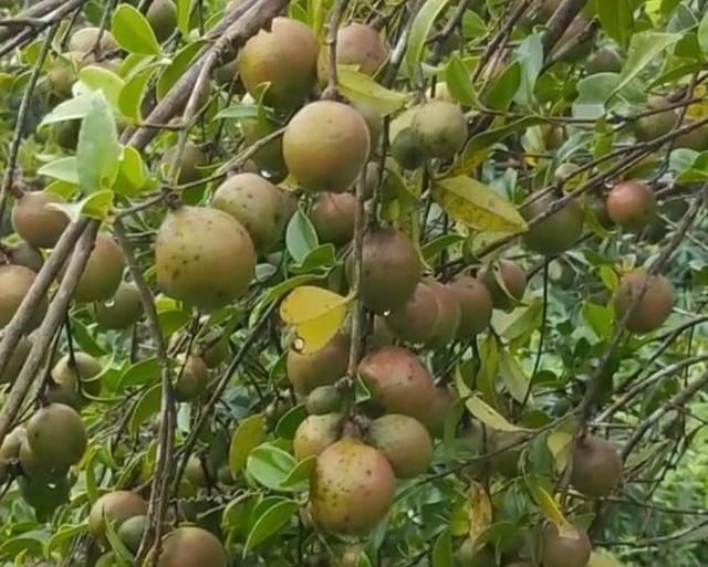 乡下这种果子,以前穷人天天吃,现在富人才吃得起,每斤100元
