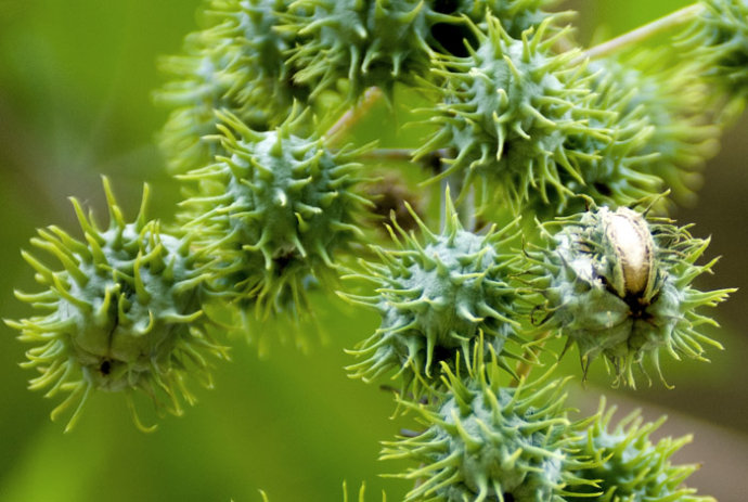 过去长满农田无人要的害草,现在农民成片种植,种植前景好|蓖麻|农田