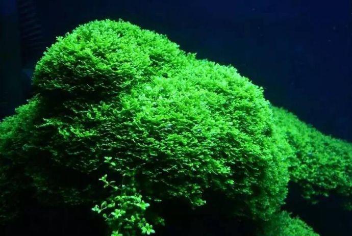 分享:10种椒草 10种莫斯,水草造景培训班教程|椒草|莫丝|水景_新浪网