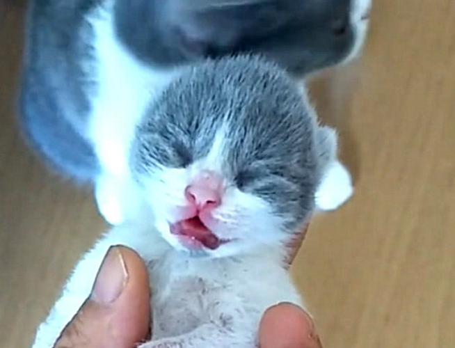 主人用力掐住小奶猫母猫以为孩子要被捏死表情太惊恐了