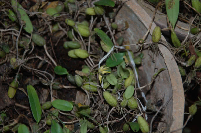 农村有种植物果实长在岩石上?非常有意思,你见过没?