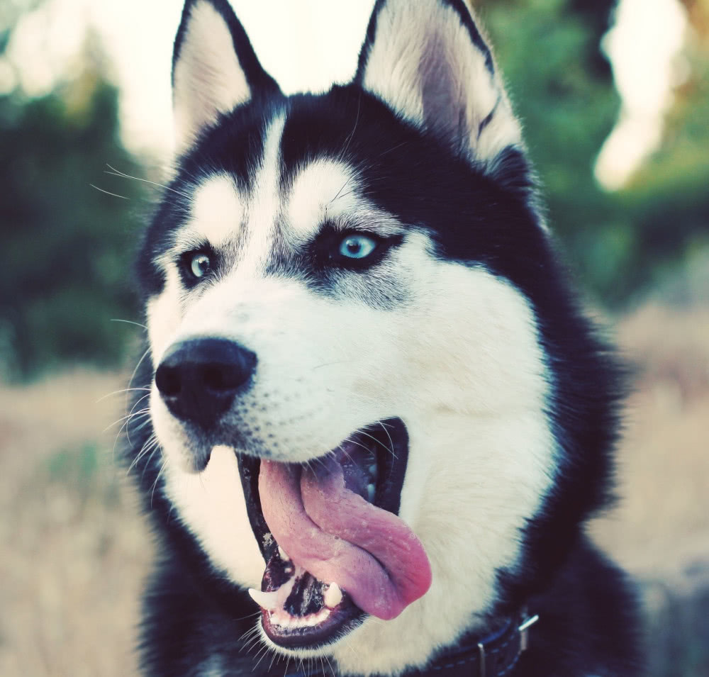 二哈拆冰箱,主人一气之下把它放进冰块里!谁知这货却一脸幸福