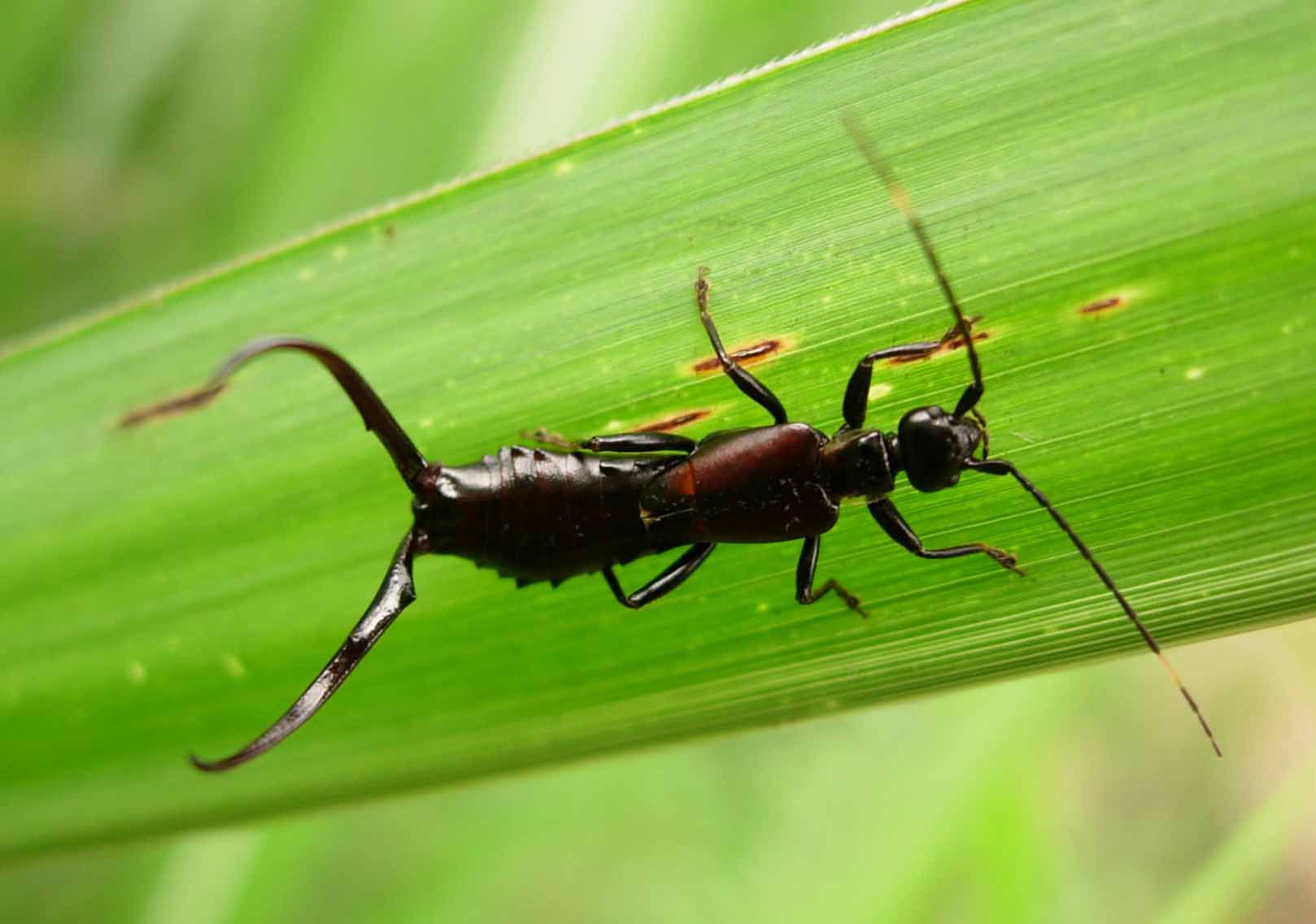 蠼螋会钻入人类耳朵中进行繁殖?科学家深入研究,最终给出答案
