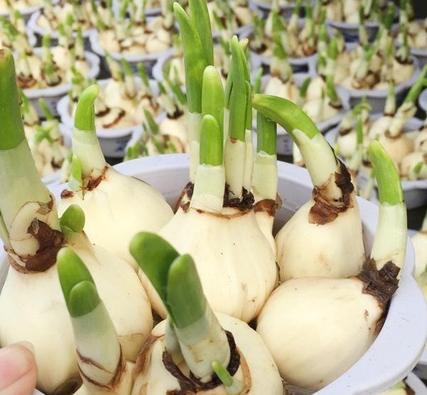 秋冬季节是大量球茎,球根植物上市的季节.