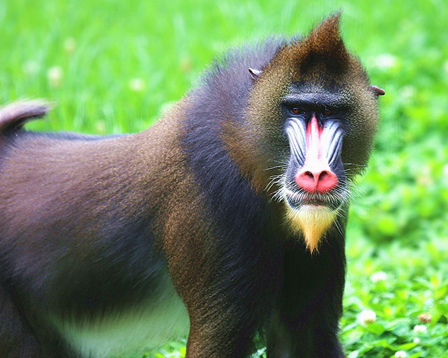 这种动物在我国古代就有记载,面相如鬼怪,凶起来连豹都不敢惹它