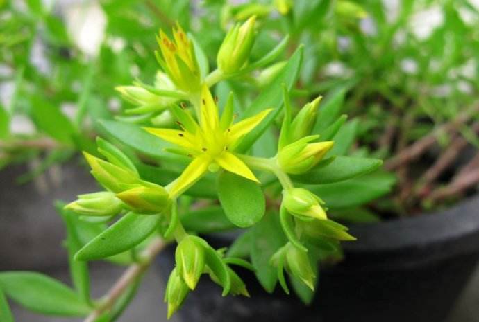 农村常见的垂盆草是什么植物垂盆草有什么功效和作用